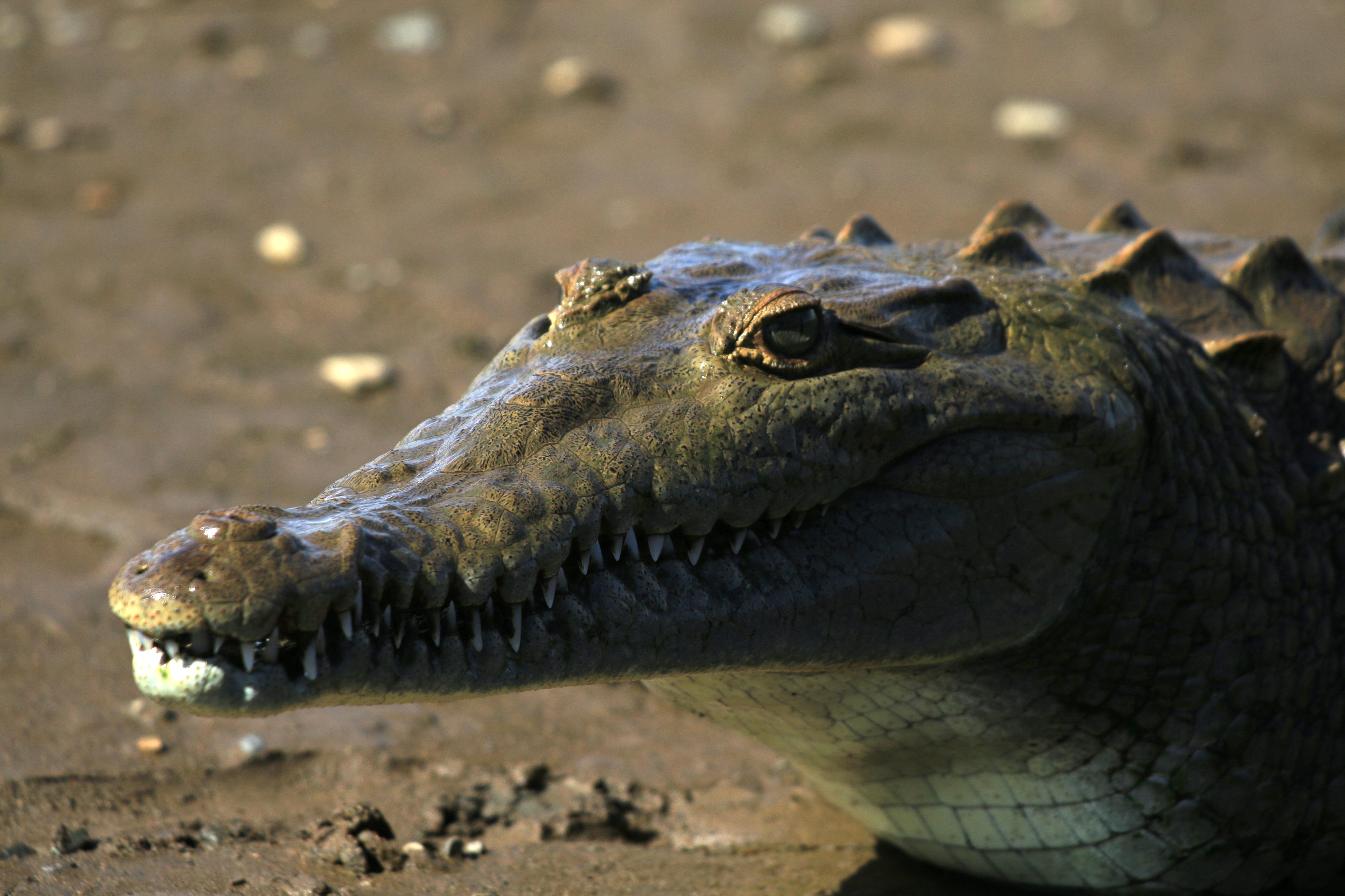 Costa Rica